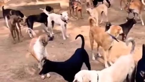 Please Donate One Day Meal for our rescued kids.. Caption 4