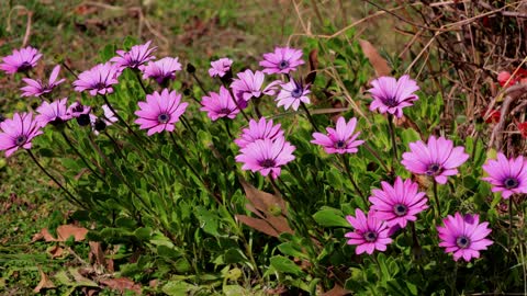 Beautiful flowers