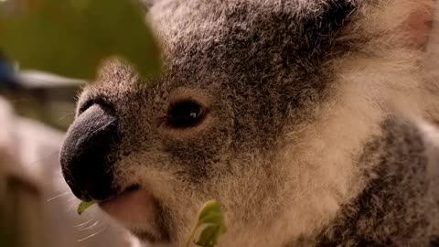 Koala eating leaves from a branch