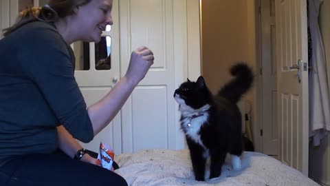 Rusty Cat's Tricks - Sit and Hi 5