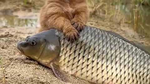 Adorable Duo: Puppy and Fish BFFs" description