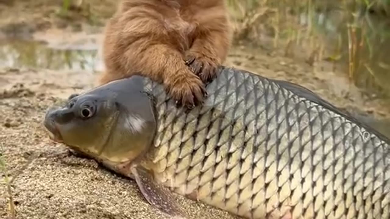 Adorable Duo: Puppy and Fish BFFs" description