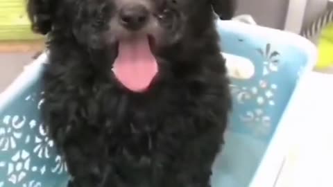 Black puppy pink tongue