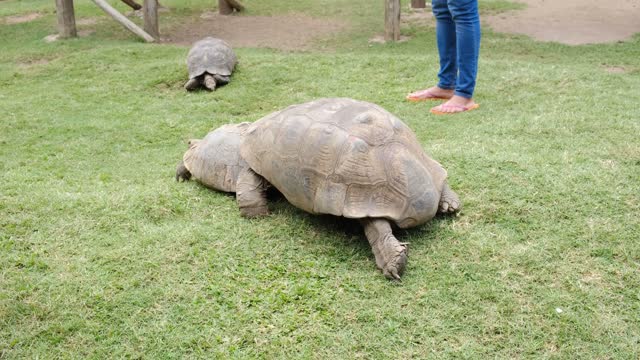 A Big Tortoise Pushing A Smaller One