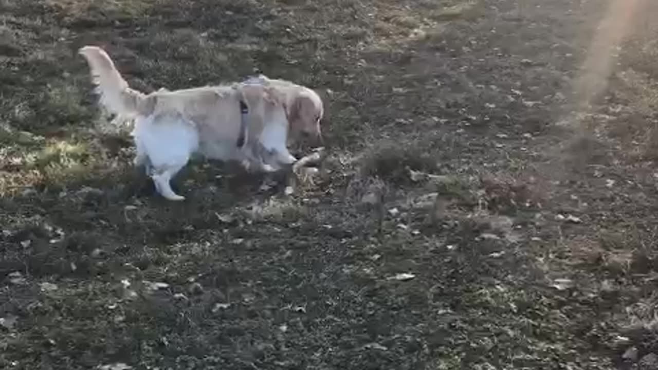 Dog