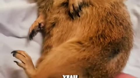 FUNNY ANIMAL SHORT #1