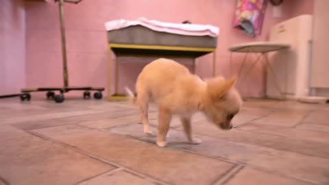 Small dog's daily life