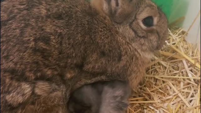 Why does the little chick lean on the rabbit? Is it warm?