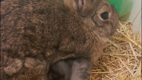 Why does the little chick lean on the rabbit? Is it warm?