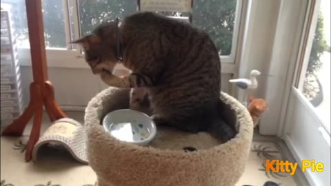 Cat Drinking Water