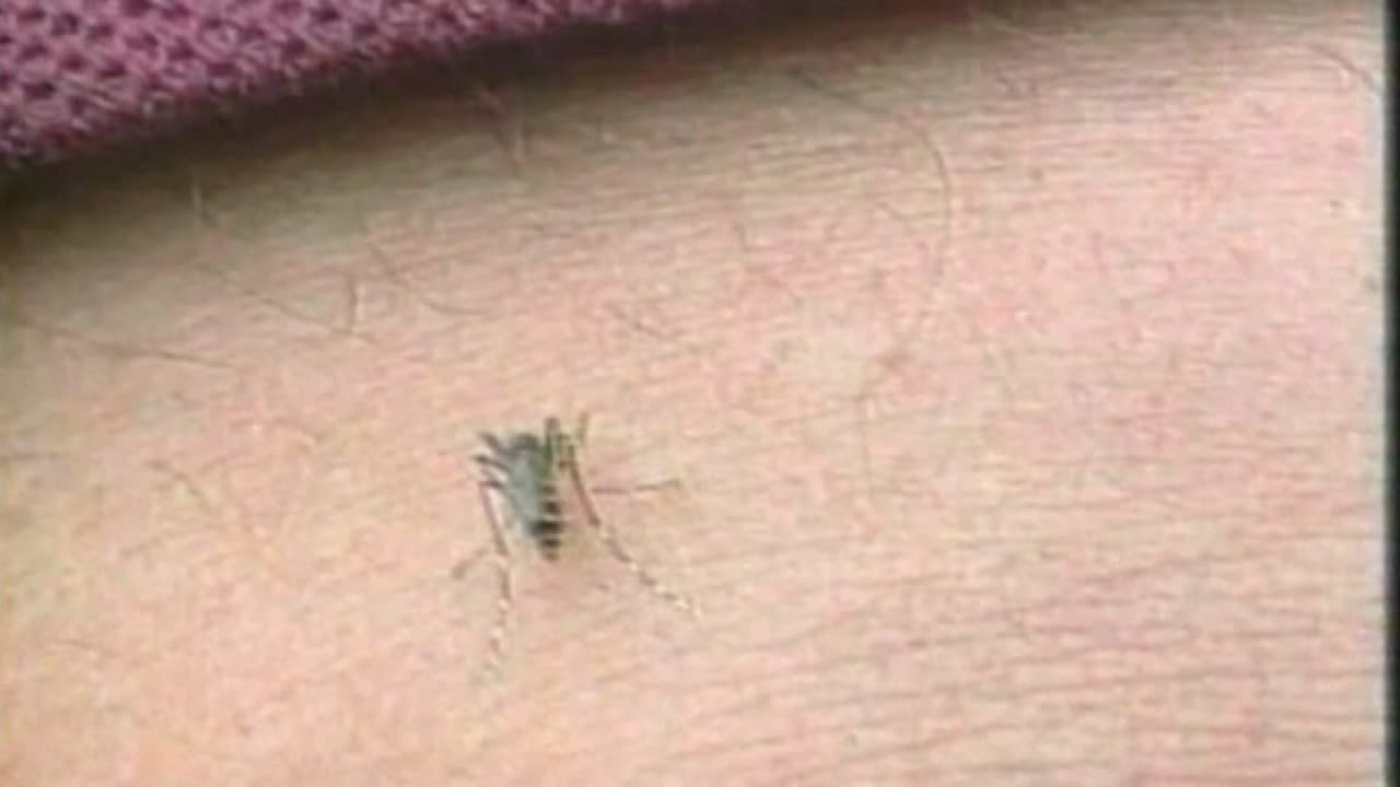 CDC issues alert after first local cases of malaria found in US since 2003