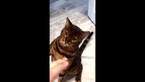 The cat fights like a boxer, standing on two legs.