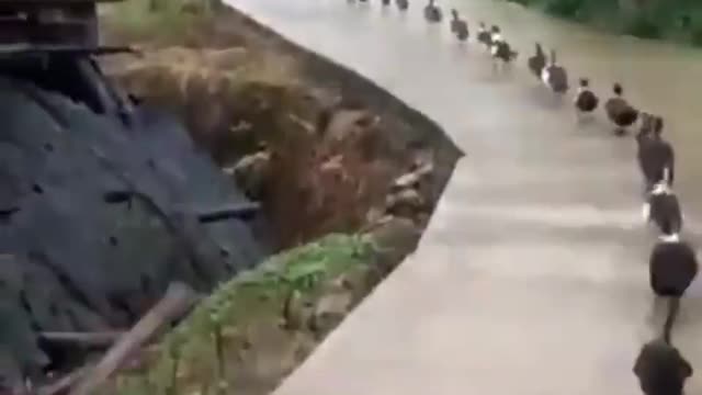 The geese go marching one by one, hurrah! Hurrah!