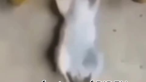 🐭💪 Rat Flex rare footage