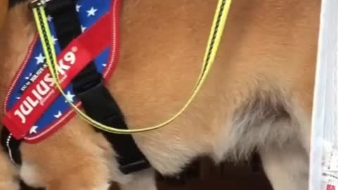 We bluff people will become sticky puppies as long as we are loved
