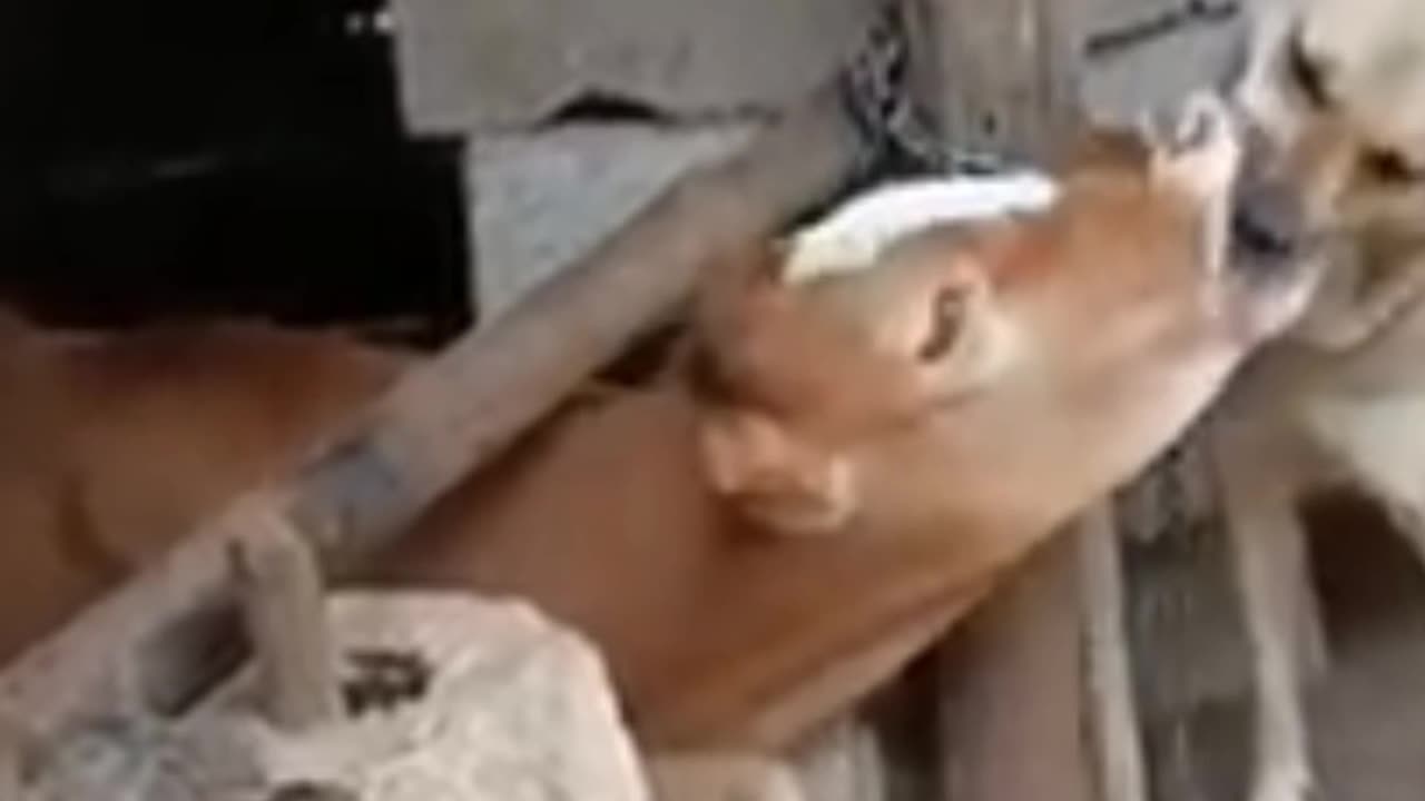 Most funny dogs video π and cats πΆπ±