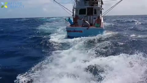 NEW Top 5 big fish caught in the sea recorded by video