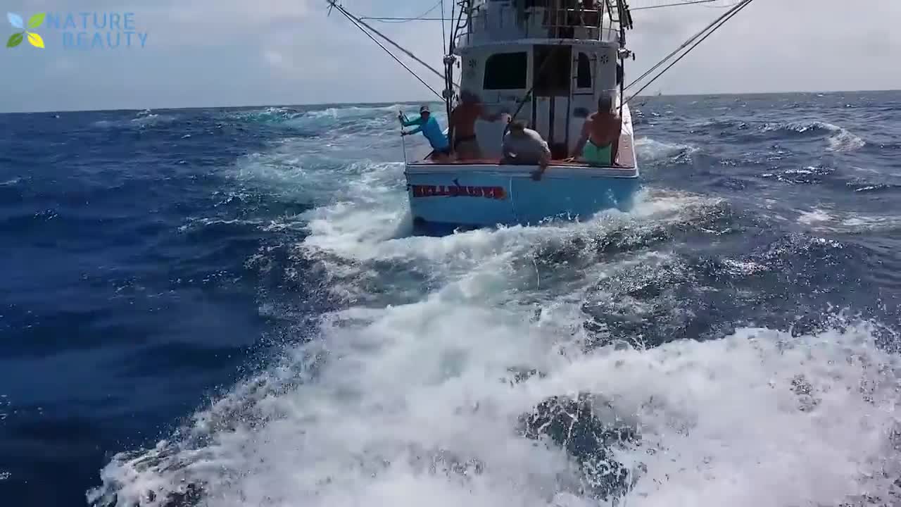 NEW Top 5 big fish caught in the sea recorded by video