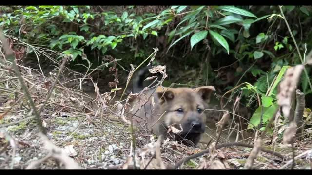 The puppies were swimming in the river