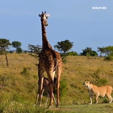TIGER ATTACK BABY GARRAF,KILLED FIRST ATTEMP,