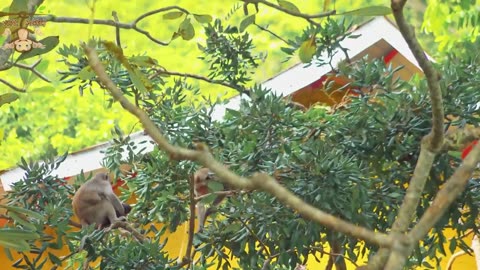 4K Quality Animal Footage - Monkeys Beautiful Scenes Episode 2 | Viral Monkey