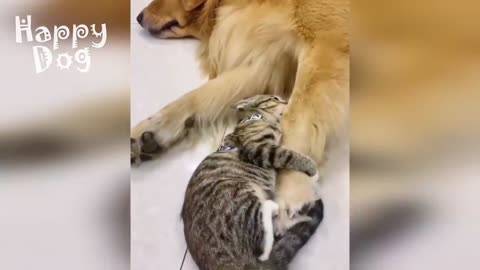 Cute cats and Dogs | Funny video #101
