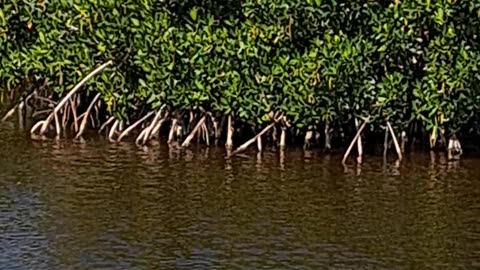 US Marine gave his life to save work mates here in Naples, Fl 2/8/24