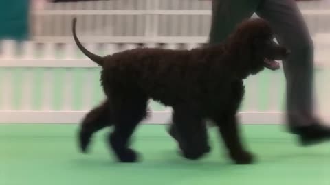 These Are 10 Truly American Dog Breeds