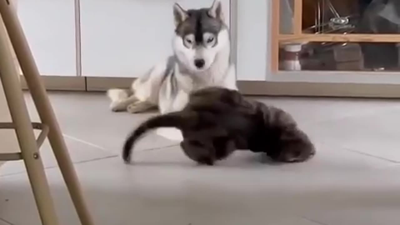 What a naughty boy, what a prankster!!🤣😁😍