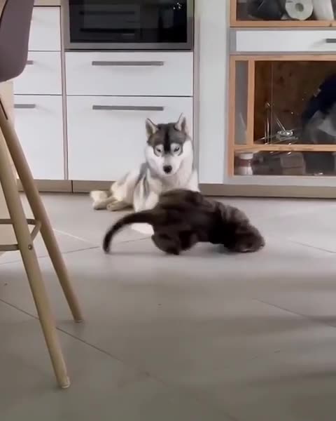 What a naughty boy, what a prankster!!🤣😁😍