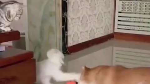 Cats 🐶🐈🐶 Dogs
