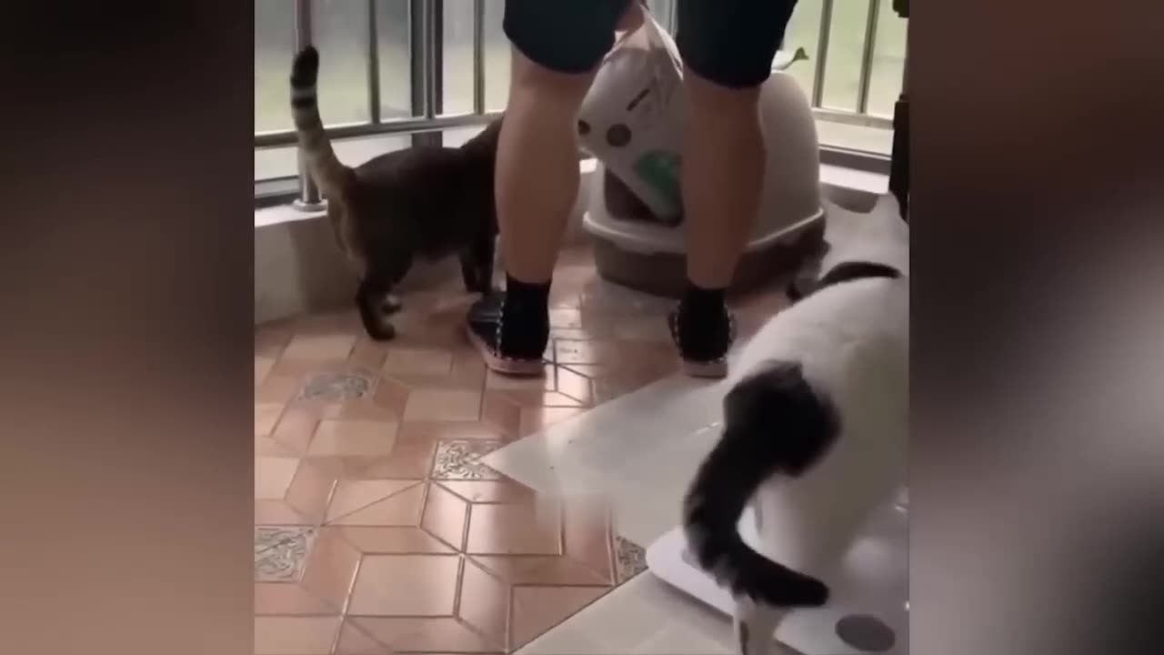 Funniest Animals 2023 - Funniest Cats and Dogs