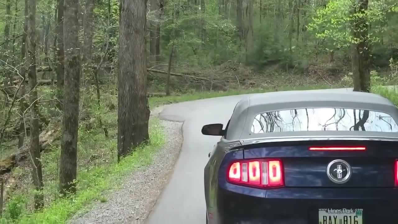 Adorable Cades Cove bear cubs cross the road with mama bear