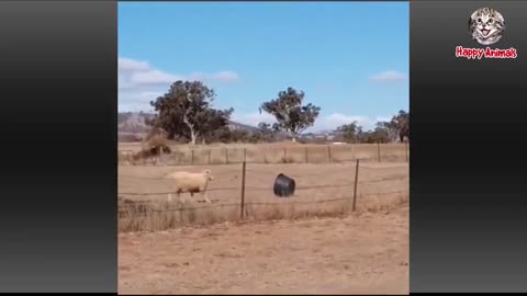 Best Funny Animal Video 2022