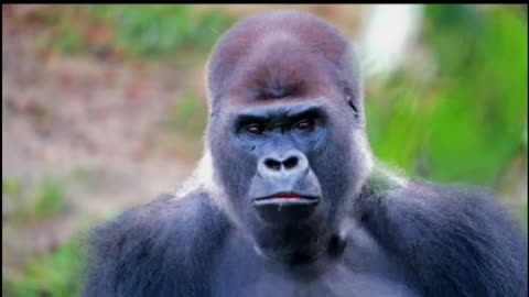 A chimpanzee eating/a weird monkey look
