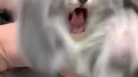 Gatitos graciosos #gatos