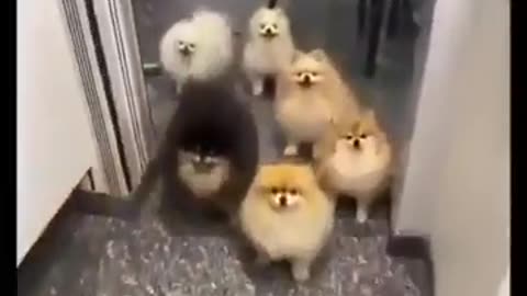 Soo cute little dogs #cute puppies