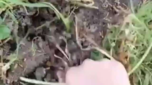 Heart Medicine 😡Dandelions And 🤐Roundup👀