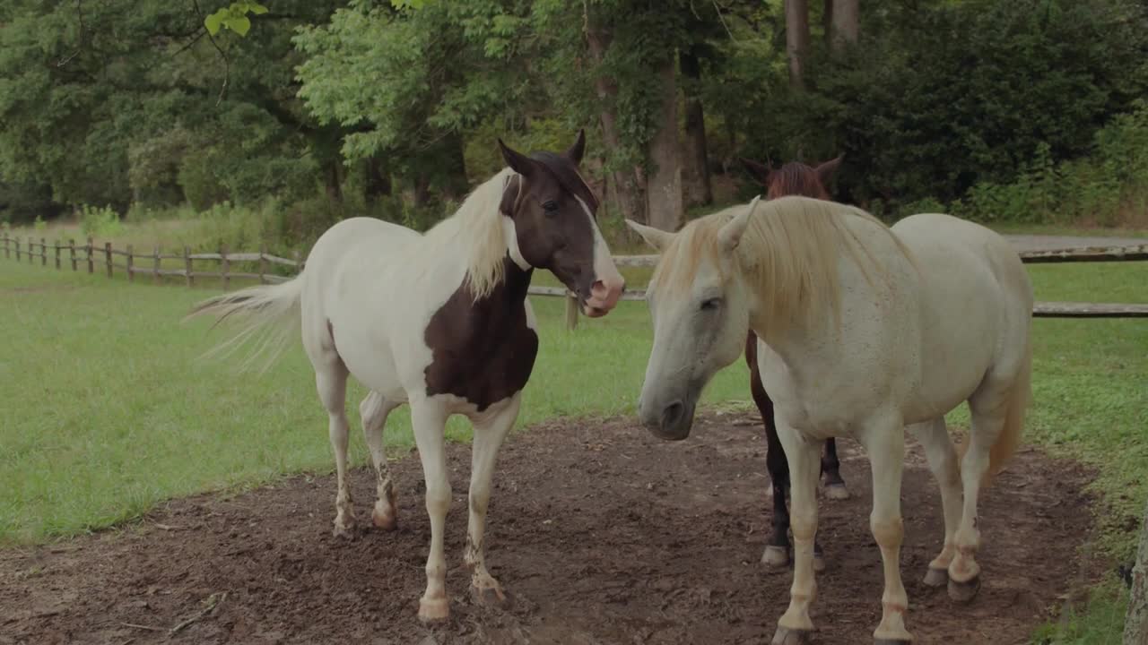 8 MINUTES of BEAUTIFUL PAINT HORSES | BEST Relax Music, Meditation, Stress Relief, Calm | TVM