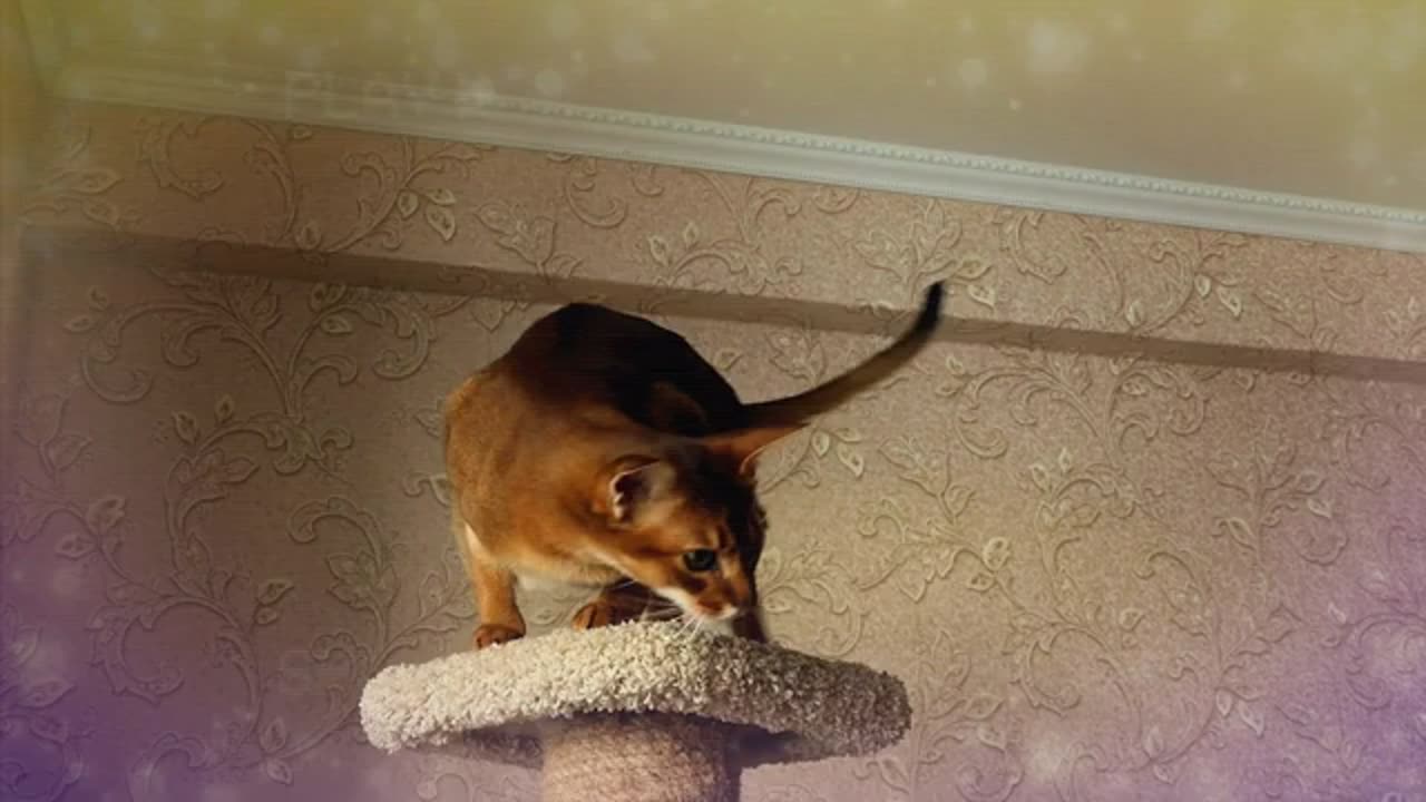 Top 10 oldest cats breeds in the world number 2 will amazing you
