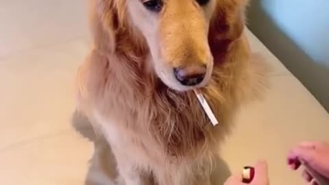 Dog funny compilation video very funny Dog video 😂