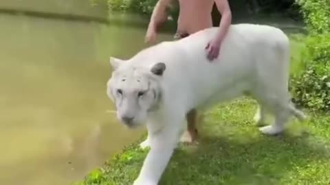 Adorable Animal Antics: A Funny Video Compilation