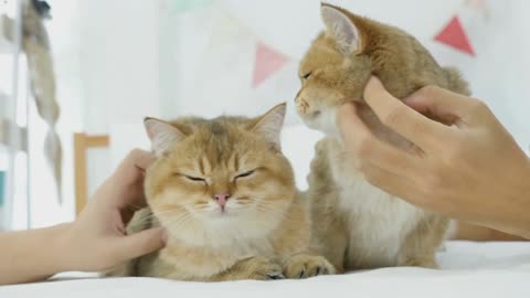 Beautiful 2 cats