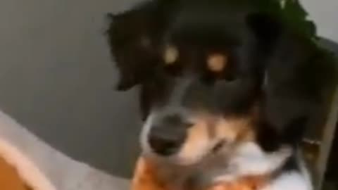 Funny Dogs Activity #1