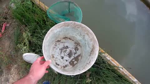 Rescue crabs to feed my turtles!2
