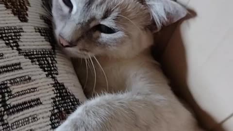 Sono 💤
