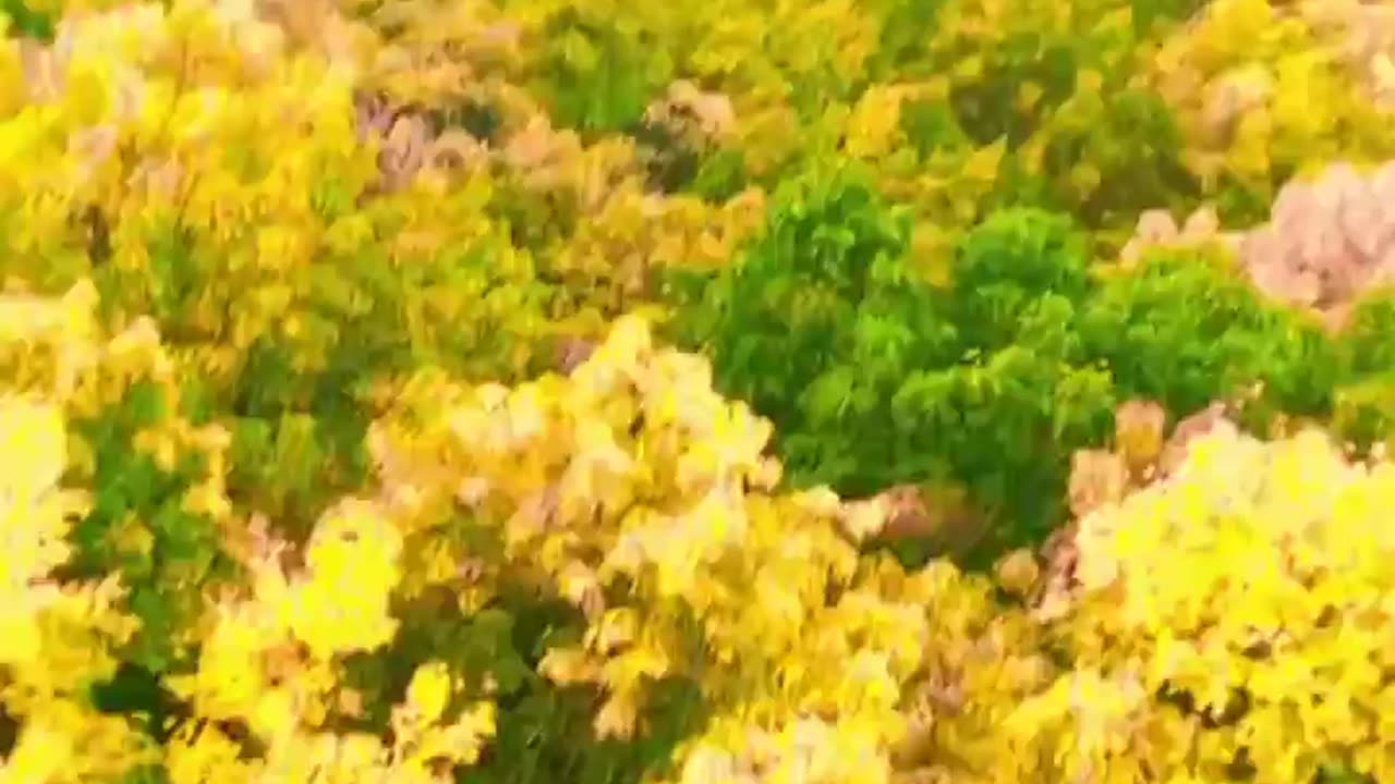 FIRE TOWER BEAUTY