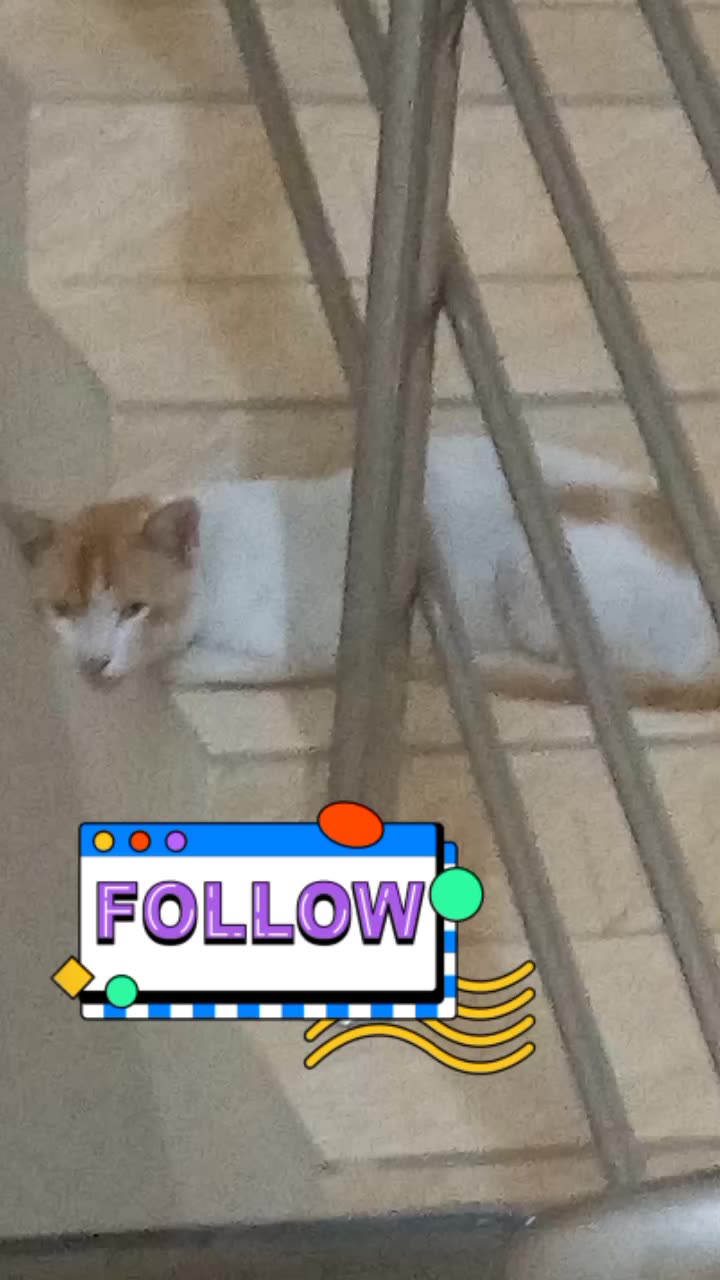 Cute cat reaction