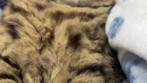 Top Funny Cute Cats Viral Clips😹|| Best #funny Cats #shorts Video😂|| #trending #animals #reels