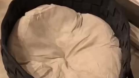 TRY NOT TO LAUGH 😆 Best Funny Videos Compilation 😂😁😆 Memes